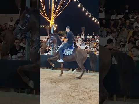 خيل رقص نمبر وان