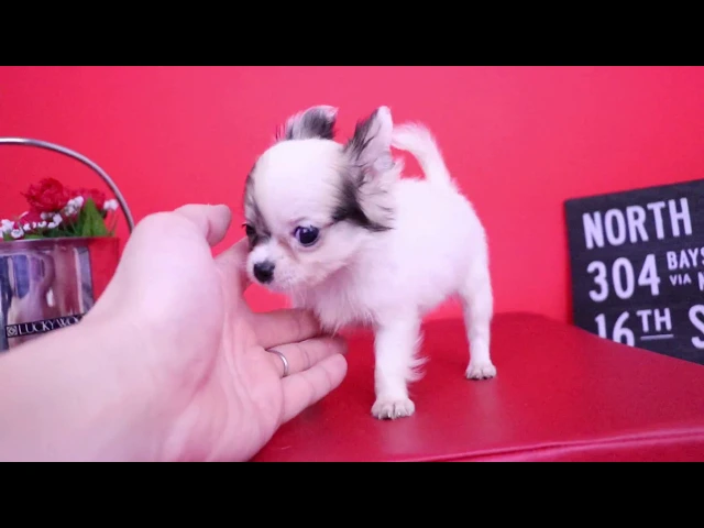 動画
