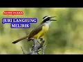 Download Lagu Suara Masteran Burung Level Lomba – Burung Langsung Tampil Galak