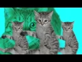 Download Lagu Best Kittycat Song [OFFICIAL] feat. GRUMPY CAT