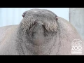 Download Lagu E.T. the Walrus practices his vocalizations at Point Defiance Zoo \u0026 Aquarium
