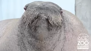 E T the Walrus practices his vocalizations at Point Defiance Zoo Aquarium