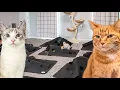 I Made the Greatest Hide and Seek Experience for My Cats