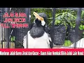 Download Lagu Masteran Jalak Suren Gacor Nembak yang paling banyak dicari! Masteran Terbaik untuk Ngeplong Cepat\