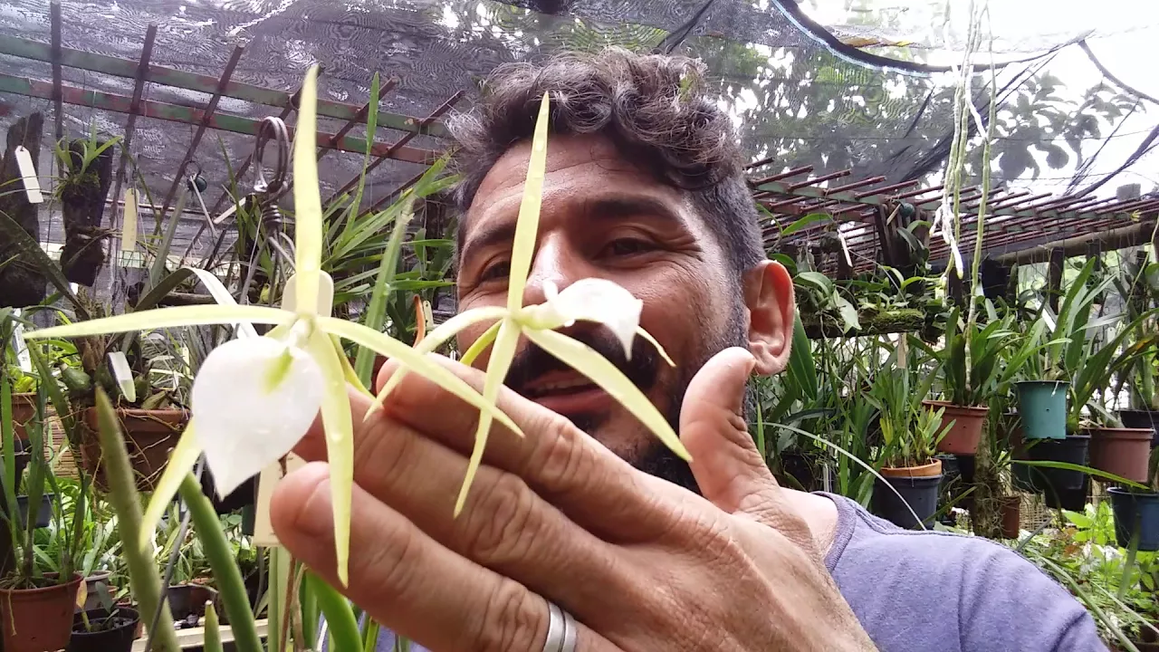 GÊNERO BRASSAVOLA, CULTIVO DE ORQUÍDEAS