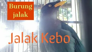 Download Jalak Kebo Juara Terbaik MP3