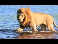 Download Lagu Lion Music