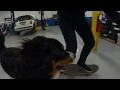 Detroit Tuned plays with Luca