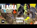 Alaska - Sampling mycorrhizal communities in thawing tundra ecosystems