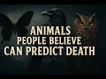 These Animals Are Said to Sense Death Before It Happens