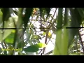 NyanggongPunai, tekukur dan ruak-ruak di spot rahasia Sniper Primitif.Kal-Tim.
