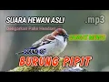Download Lagu [ ASMR] SUARA BURUNG PIPIT DI SAWAH