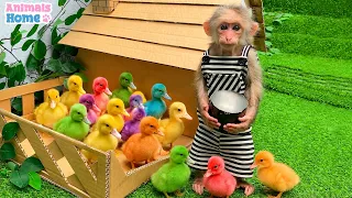 BiBi monkey gently feeds the little duck and makes sure it has plenty to eat