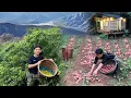 Download Lagu 2 jaar alleen in het bos. 2 dagen pruimen oogsten, aardappelen gaan naar de markt en verkopen