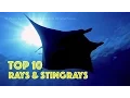 Download Lagu 10 Ikan Pari dan Ikan Pari Penyengat Terbaik HD