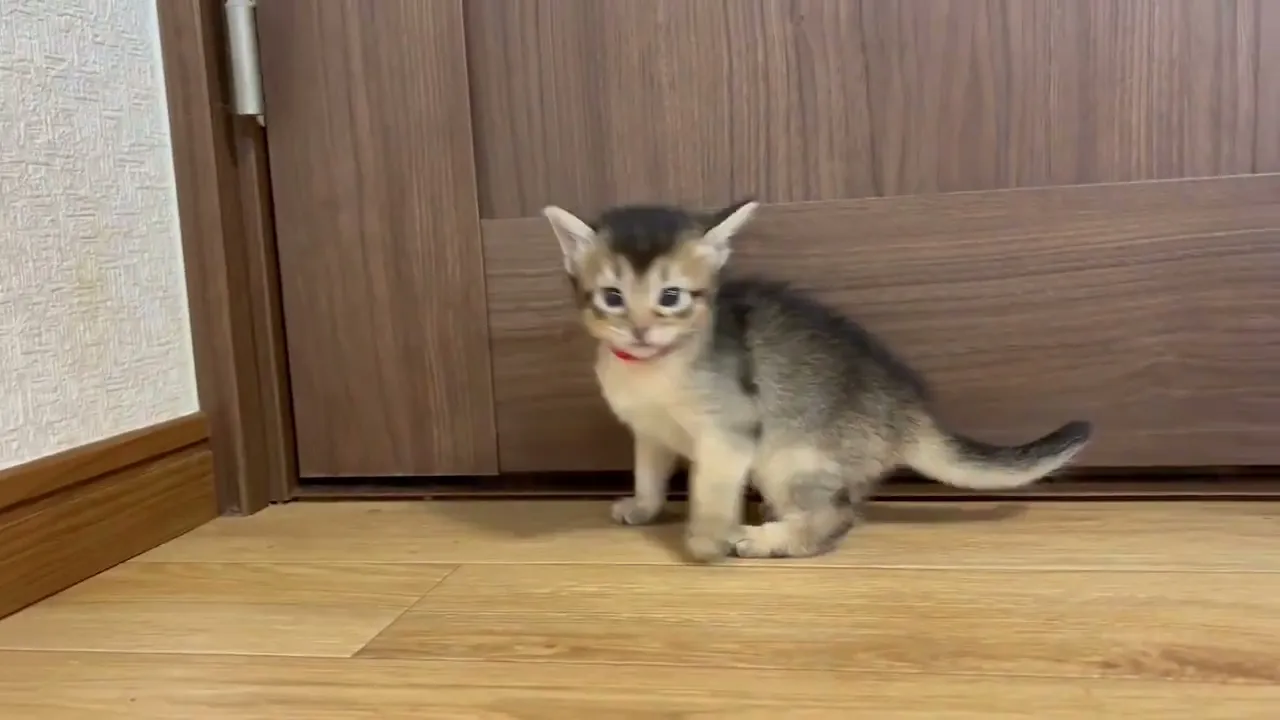動画