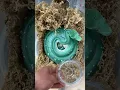 GORGEOUS Green Tree Python gets rehydrated