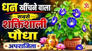 अपराजिता का पौधा घर में कहाँ लगाएं?, गुप्त तांत्रिक उपाय जो बदल देगा आपकी किस्मत | Ghar Sansar Vastu