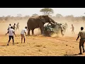 Download Lagu Incredible Safari Moments Caught on Camera