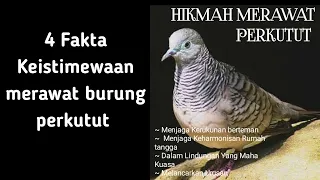 Download Keistimewaan merawat burung perkutut | Fakta dan Hikmahnya MP3