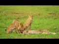 4K HDR Wildlife Adventure | Stunning Dolby Vision Animal Footage for OLED TV