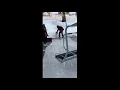 Snow dog perfect ski lift execution