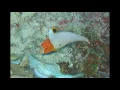 アンダー・ザ・シー　近衛秀健日本語歌詞・Howard Ashman作詞・Alan Menken作曲　Under The Sea