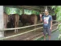 Download Lagu 6 Maret 2025, Update Harga Sapi Qurban Jumbo \u0026 Ekonomis, Semua Ada Disini