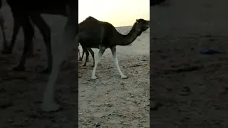 من روائع الشعر الحساني الأصيل بلاغة و فصاحة و بيان قصيدة فيها الكثير من الحكم و العبر 