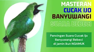 cucak ijo banyuwangi bebeci masteran gacor nembak cucak ijo gacor full isian