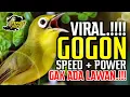 Download Lagu Kecial Kuning Viral GOGON‼️Speed + Power GAK ADA LAWAN‼️| PEPADU KECIAL