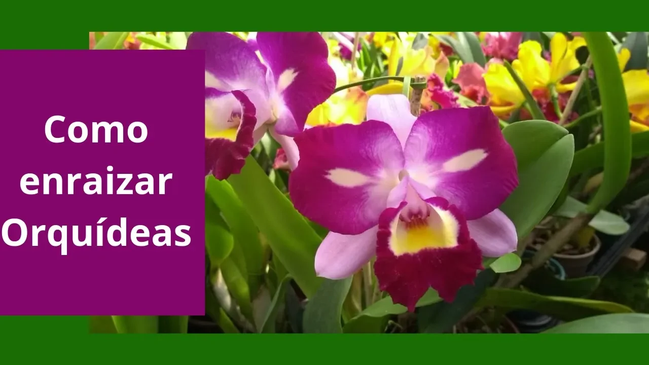 COMO ENRAIZAR SUAS ORQUÍDEAS