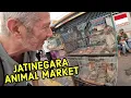 Lagu Searching for EXOTIC PETS in Jakarta
