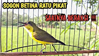 sogon betina pikat memanggil jantan ampuh untuk pancingan sogon agar bunyi dan naik birahi