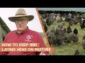 How to Keep 1000 Chickens for Eggs on Pasture Joel Salatin