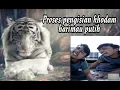 Download Lagu Pengisian khodam harimau putih
