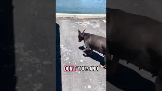 #fyp #dream #doberman #doberman #youtube