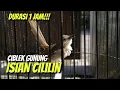 Download Lagu MASTERAN CIBLEK GACOR ISIAN CILILIN DURASI 1 JAM