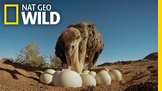 How To Protect Ostrich Eggs Animal All Stars 