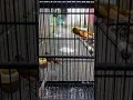 Download Lagu kenari kawin , pancingan kenari biar Kawin . saya selalu pake suara ini biar kenari saya kawin.