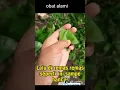 Download Lagu Obat Alami Sakit Gigi #resepdokter  #sakit #sakitgigi