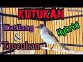 Download Lagu Silangan Kutilang Dan Trucukan | Burung Hybrid Hasil Kawinan Kutilang Dan Trucukan