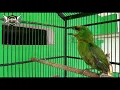 Download Lagu Burung Takur Gacor cocok buat masteran dengan suara sangat unik