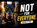 What It s Really Like to Own a Doberman Akira s POV