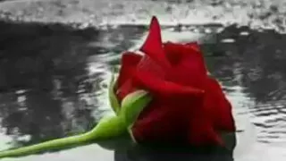 ابو شادي سهران ومروق اوعك تعكرني ابو نديم أبن دوما 