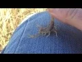 Download Lagu Buscando bichos bajo piedras - Capturando alacrán europeo