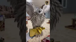 صقر حر وحش شاهد وحاشية الطير اللي تدل على قوته 