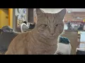 Humane Society of Tampa Bay warns of lost pet scam