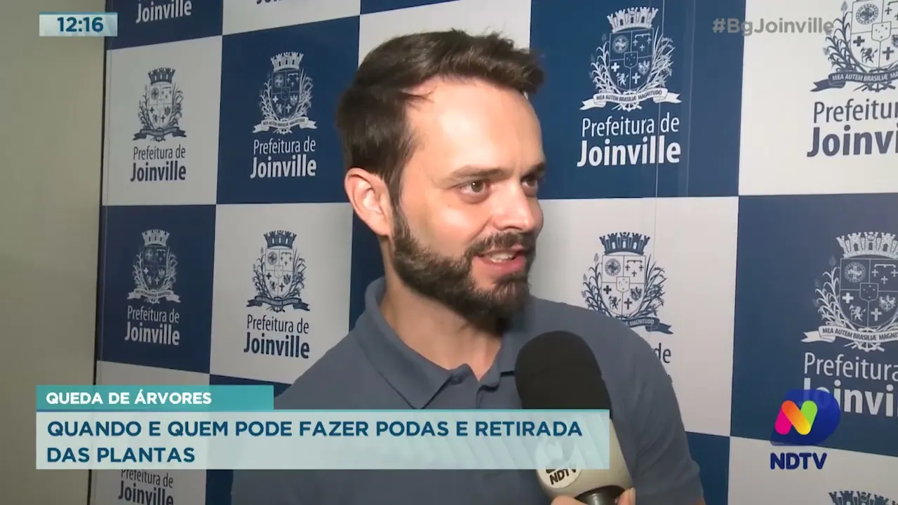 Queda de árvores: quando e quem pode fazer podas e retirada das plantas