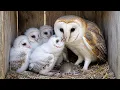 Barn Owl 67 Days From Egg to Survivor Complete Life Cycle